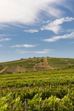 Üzüm bağı, Unesco sitesi, Macaristan 'lı Tokaj manzarası