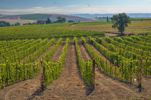 Tuscany Most Famous Vineyards Town Montalcino Italy — Stock Photo, Image