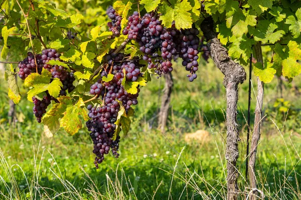 Ripening Grapes Southern Moravia Czech Republic — Stock Photo, Image