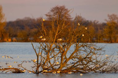 Siyah başlı martı, Jaroslavice göleti, Znojmo bölgesi, Güney Moravya, Çek Cumhuriyeti
