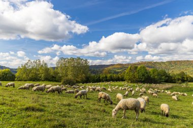 Terchova yakınlarındaki koyun sürüsü, Mala Fatra, Slovakya
