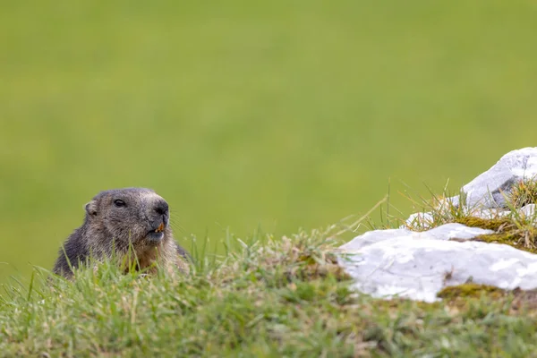 Marmot Perto Tignes Tarentaise Valley Departamento Savoie Região Auvergne Rhone — Fotografia de Stock