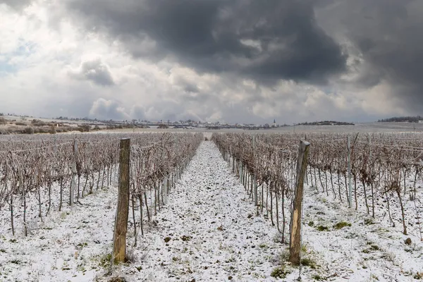 Zimowa Winnica Pobliżu Hnanic Region Znojmo Morawy Południowe Czechy — Zdjęcie stockowe