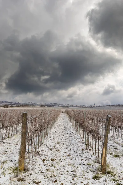 Vinha Inverno Perto Hnanice Região Znojmo Sul Morávia República Checa — Fotografia de Stock