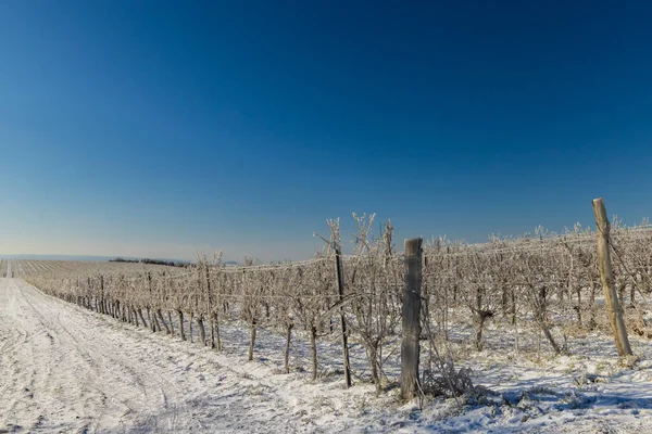 Vinha Inverno Perto Mikulov Região Palava Morávia Sul República Checa — Fotografia de Stock