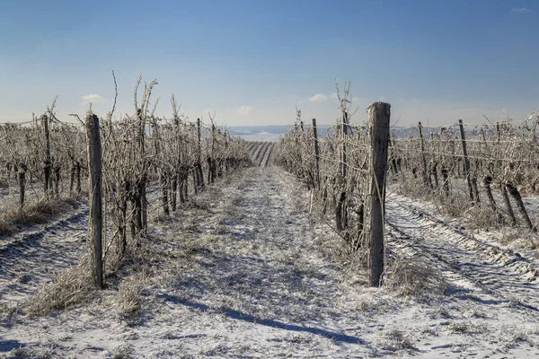 Vintervingård Nära Mikulov Palava Regionen Södra Mähren Tjeckien — Stockfoto