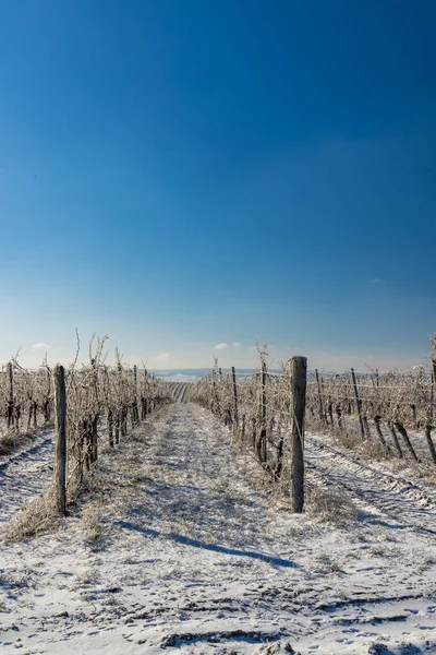 Vigneto Invernale Vicino Mikulov Regione Palava Moravia Meridionale Repubblica Ceca — Foto Stock