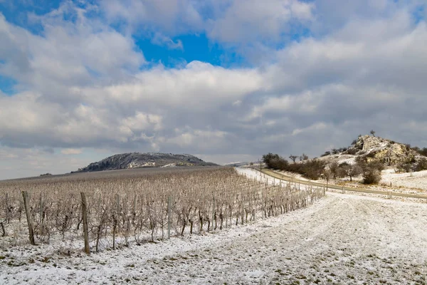 捷克共和国摩拉维亚南部Palava地区Mikulov附近的冬季葡萄园 — 图库照片
