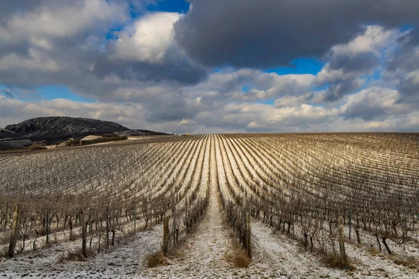 Vignoble Hiver Près Mikulov Région Palava Moravie Sud République Tchèque — Photo