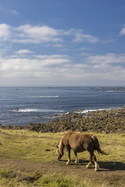 Cavalo Campo Perto Tremazan Bretanha França — Fotografia de Stock