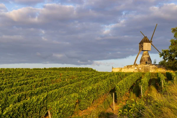 Wiatrak Tranchee Winnica Pobliżu Montsoreau Pays Loire Francja — Zdjęcie stockowe