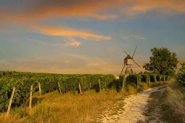 Windmill Tranchee Vineyard Montsoreau Pays Loire France — стоковое фото