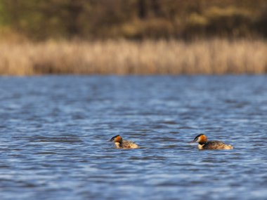 Great Crested Grebe (Podiceps kriteri), Güney Bohemya, Çek Cumhuriyeti