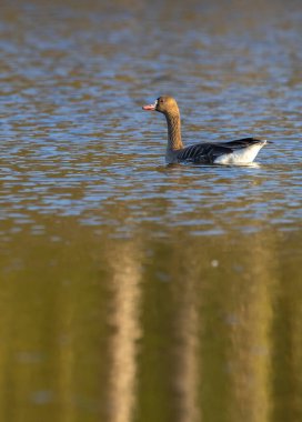 Büyük Kaz, (Anser anser), Güney Bohemya, Çek Cumhuriyeti