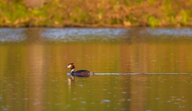 Great Crested Grebe (Podiceps kriteri), Güney Bohemya, Çek Cumhuriyeti