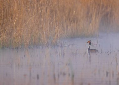 Great Crested Grebe (Podiceps kriteri), Güney Bohemya, Çek Cumhuriyeti