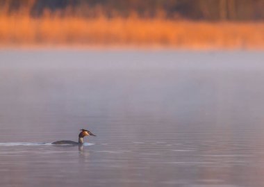 Great Crested Grebe (Podiceps kriteri), Güney Bohemya, Çek Cumhuriyeti