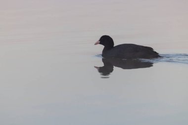 Siyah ördek (Fulica atra, Fulica prior), Güney Bohemya, Çek Cumhuriyeti