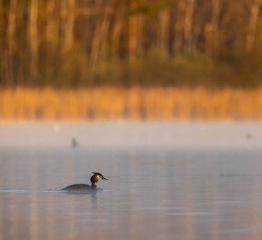 Great Crested Grebe (Podiceps kriteri), Güney Bohemya, Çek Cumhuriyeti
