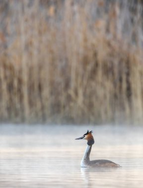 Great Crested Grebe (Podiceps kriteri), Güney Bohemya, Çek Cumhuriyeti