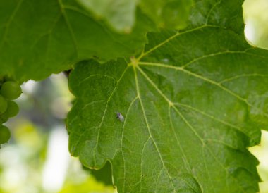 Aphid rhubarb (viteus vitifoliae) asma yaprakları üzerinde Phyloxera 'dan önce uygunsuz bir şekilde çağrılır.