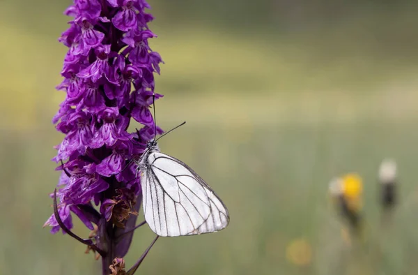 Black Veined White Butterfly Aporia Crataegi Heath Spotted Orchid Moorland — Stock Photo, Image
