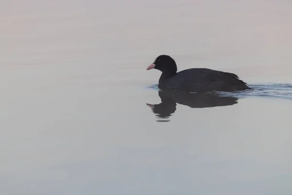 Svart Barnsäng Fulica Atra Fulica Tidigare Södra Böhmen Tjeckien — Stockfoto