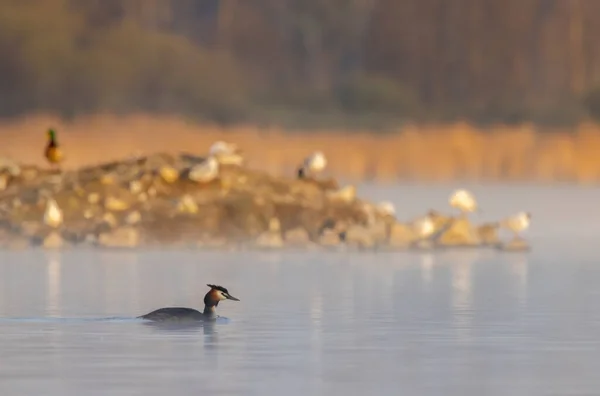 Great Crested Grebe Podiceps Cristatus Boêmia Sul República Checa — Fotografia de Stock