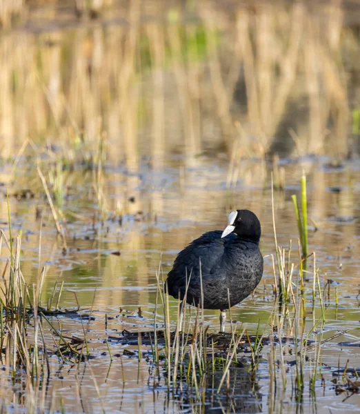 Svart Barnsäng Fulica Atra Fulica Tidigare Södra Böhmen Tjeckien — Stockfoto