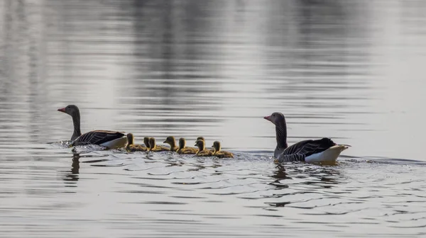 Great Goose Anser Anser Southern Bohemia República Checa — Fotografia de Stock