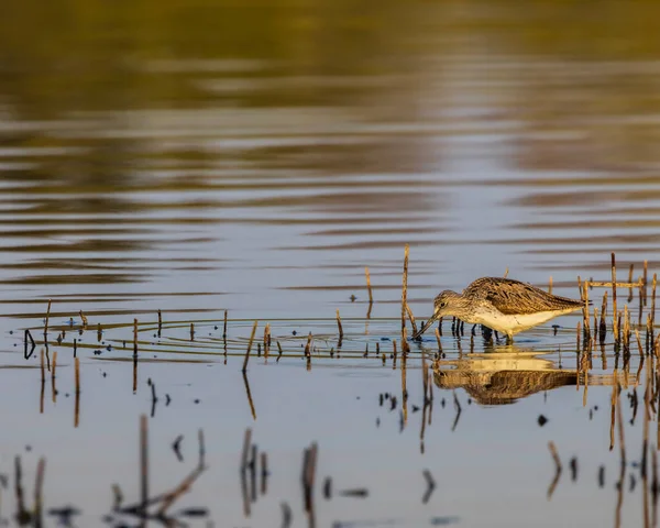 Common Greenshank Tringa Nebularia Дехтарский Пруд Южная Фемида Чехия — стоковое фото