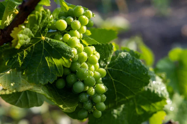 Detail Grapes Vine Time Locking — Stock Photo, Image