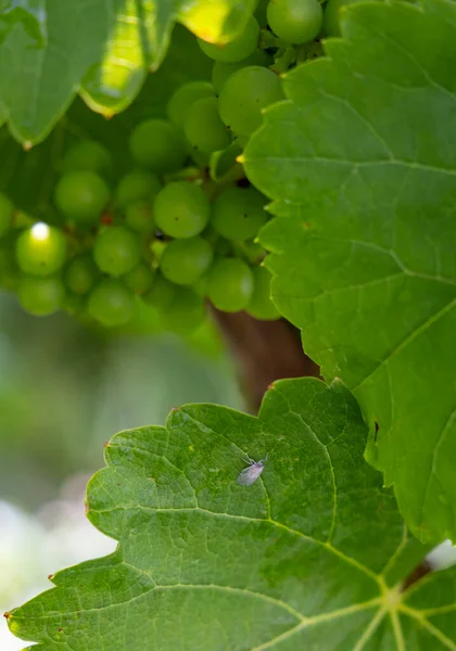 Aphid Rhubarb Viteus Vitifoliae Improperly Called Phyloxera Vine Leaves — Stock Photo, Image