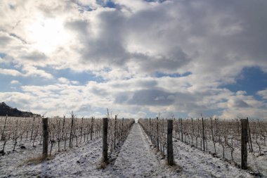 Mikulov yakınlarındaki kış üzüm bağı, Palava bölgesi, Güney Moravya, Çek Cumhuriyeti
