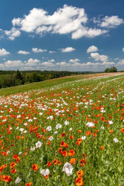 Haşhaş tarlası, Vysoocina Zdar nad Sazavou yakınlarında, Çek Cumhuriyeti