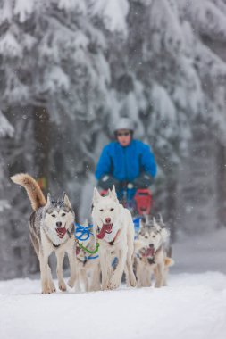 Sedivacek 'in uzun, Çek Cumhuriyeti kızak yarışı