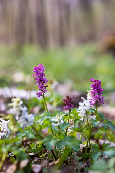 捷克共和国 摩拉维亚南部 春季森林 空烟囱 Corydalis Cava — 图库照片