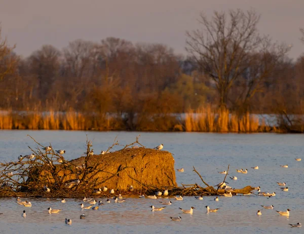 捷克共和国摩拉维亚南部Znojmo地区Jaroslavice池塘黑头鸥 — 图库照片