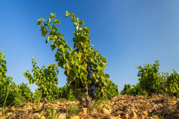 Типовий Виноградник Каменями Поблизу Шатонеф Папе Кот Рон Франція — стокове фото