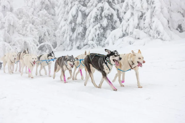 Sledge Levrette Sedivacek Long République Tchèque — Photo