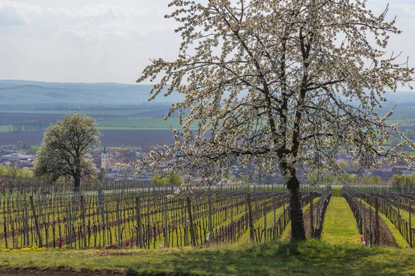 Frühlingsweinberge Blatnice Pod Svatym Antoninkem Südmähren Tschechische Republik — Stockfoto