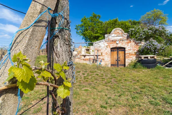 Wijnkelder Regio Palava Zuid Moravië Tsjechië — Stockfoto