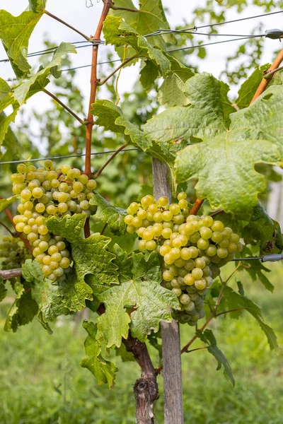 Mûrissement Des Raisins Batorove Kosihy Slovaquie — Photo