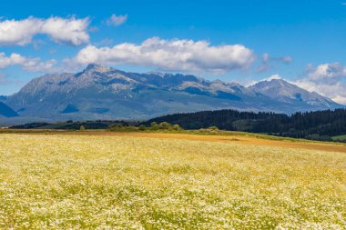 Yüksek Tatras ve Slovakya ile çiçek açan çayır