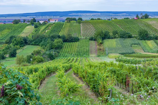 Sommerweinberg Bei Strekov Südslowakei — Stockfoto