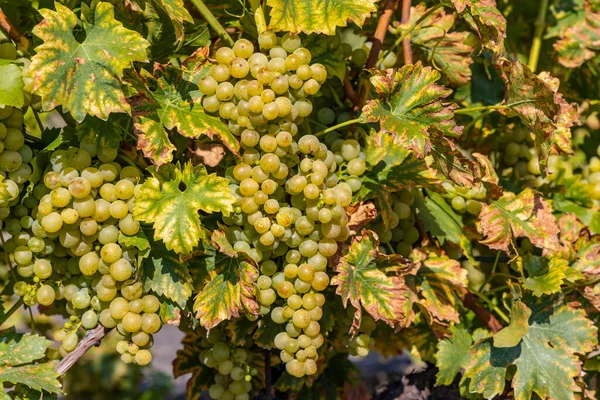 Uvas Morávia Sul República Checa — Fotografia de Stock