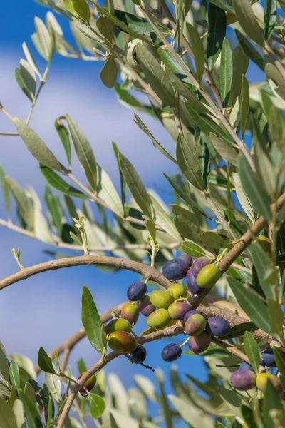 Toskánské Olivovníky Olivy Různých Fázích Zrání Měkké Ostření Pozadí — Stock fotografie