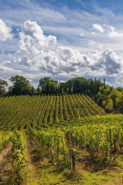意大利蒙塔尔奇诺市附近托斯卡纳最有名的葡萄园 — 图库照片