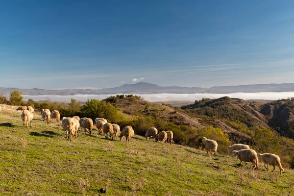 Βόσκουν Πρόβατα Στα Χωράφια Της Τοσκάνης Ιταλία — Φωτογραφία Αρχείου