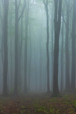 Beyaz Karpatlar 'daki Bahar Kayın Ormanı, Güney Moravya, Çek Cumhuriyeti